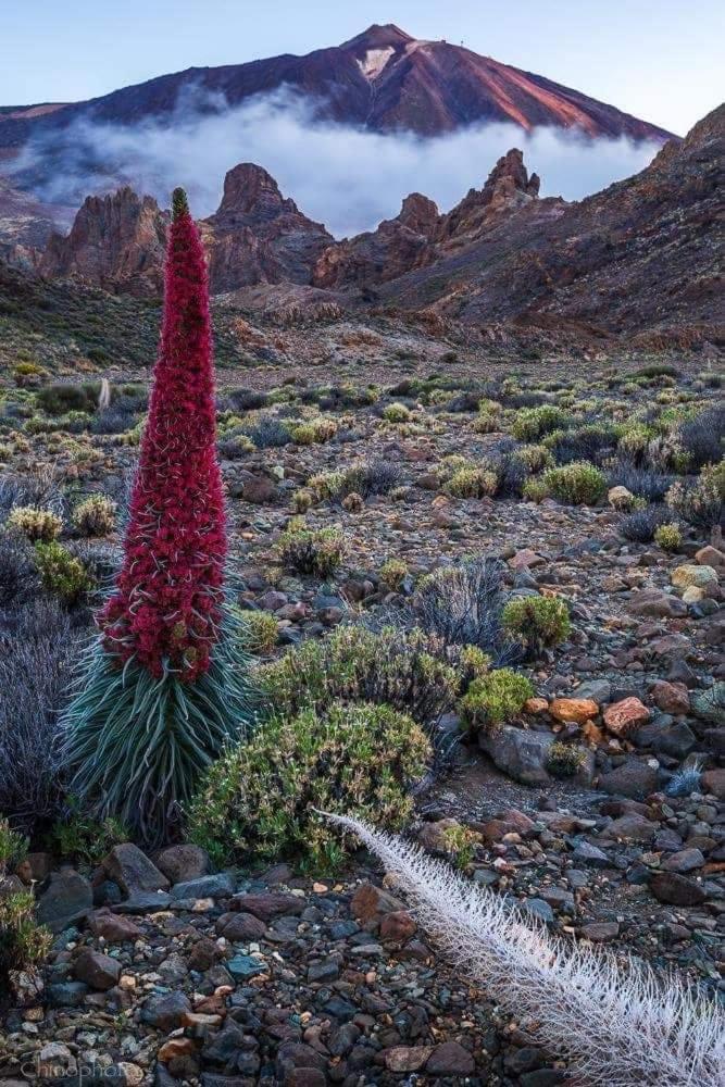 La Casita Ma Petite Folie Tenerife سانتا كروز دي تينيريف المظهر الخارجي الصورة